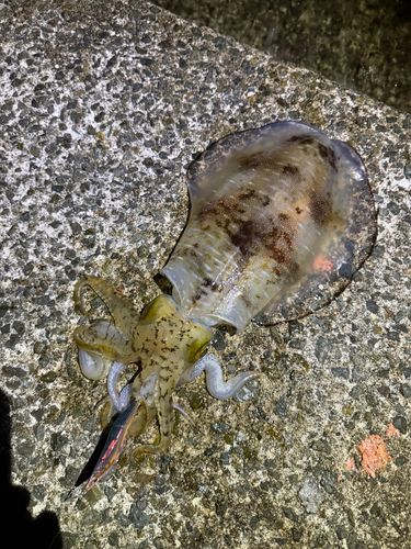 アオリイカの釣果