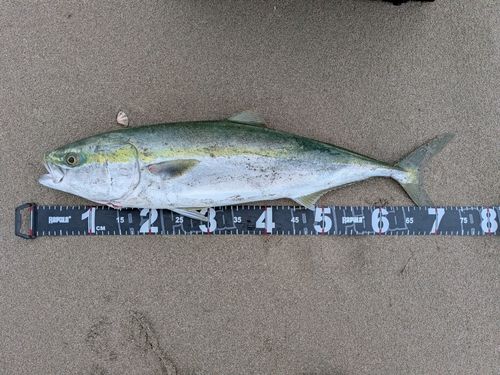 ワラサの釣果