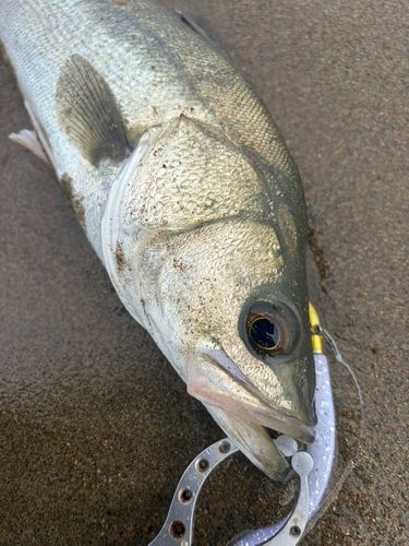 スズキの釣果