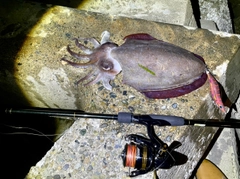 モンゴウイカの釣果
