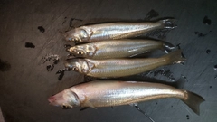 キスの釣果