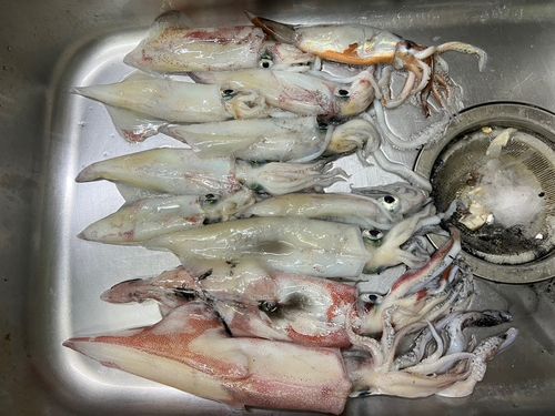 ケンサキイカの釣果