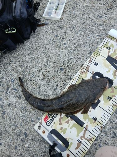 マゴチの釣果