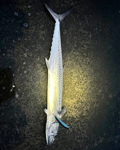 サゴシの釣果