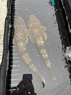 マゴチの釣果