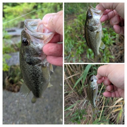 ブラックバスの釣果