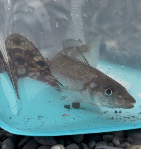 キスの釣果