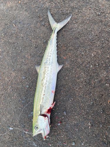 サゴシの釣果