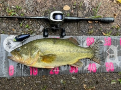 ラージマウスバスの釣果