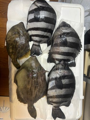 イシダイの釣果