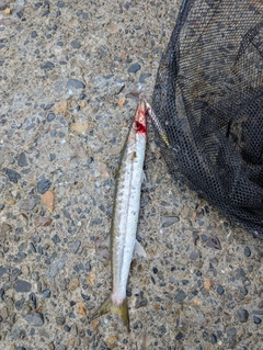 アカカマスの釣果