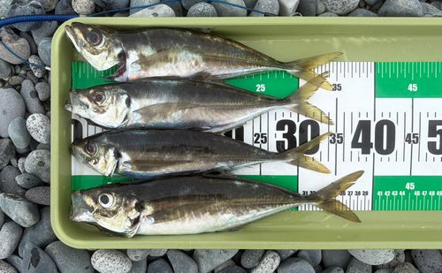 アジの釣果