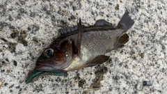 エゾメバルの釣果