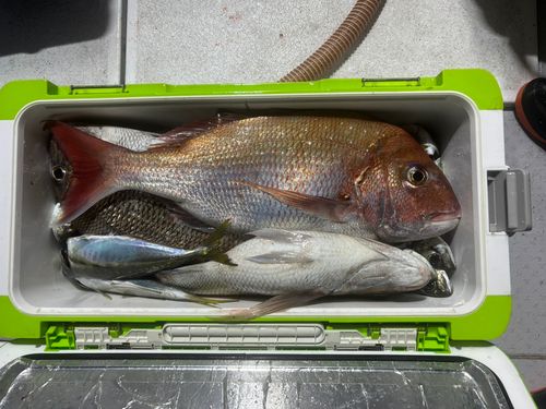 ホタルイカの釣果