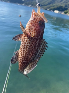 サゴシの釣果