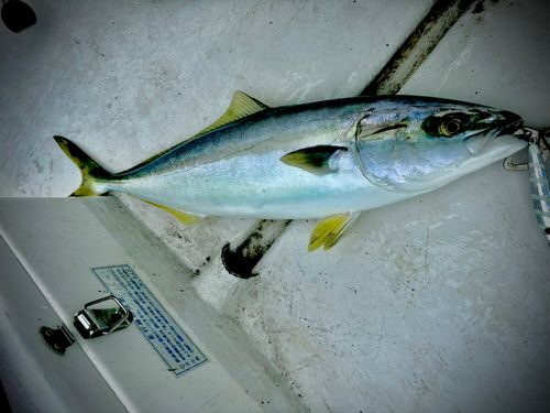 イナダの釣果