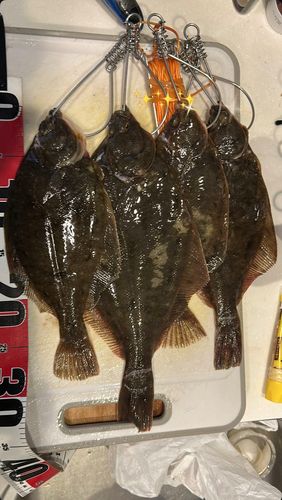 マガレイの釣果