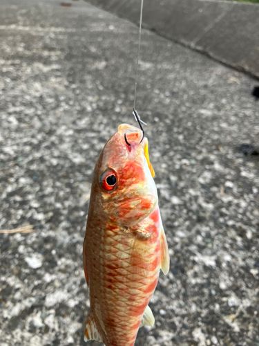 トラギスの釣果