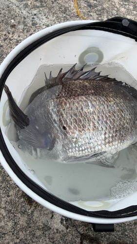 チヌの釣果