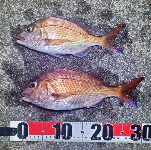 マダイの釣果