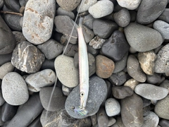カマスの釣果