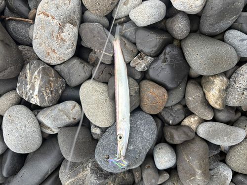 カマスの釣果