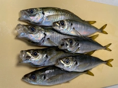 アジの釣果