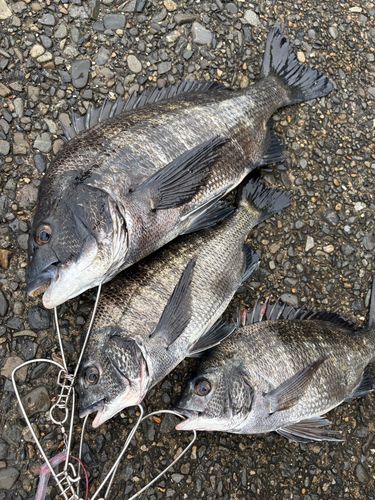 クロダイの釣果