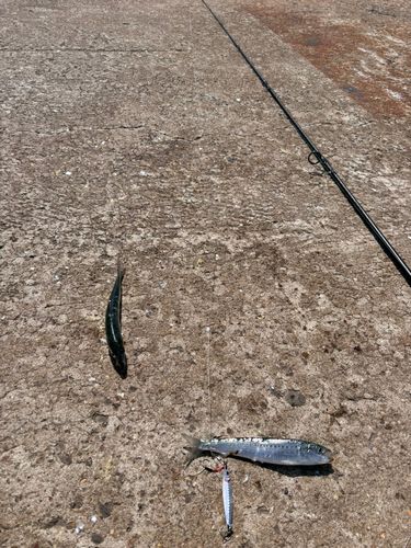 イワシの釣果