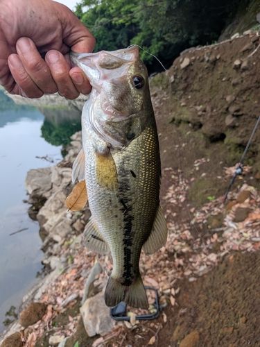 ラージマウスバスの釣果