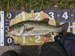 ブラックバスの釣果