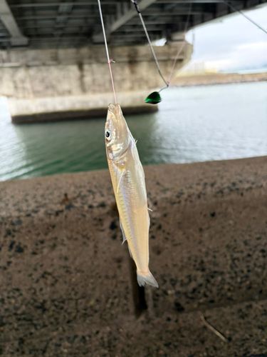 キスの釣果