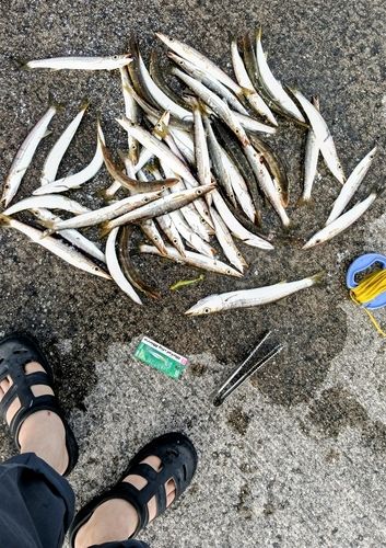 カマスの釣果