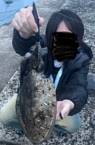 コウイカの釣果