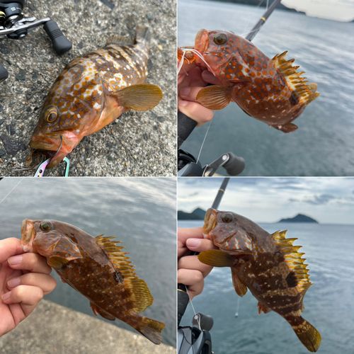 キジハタの釣果