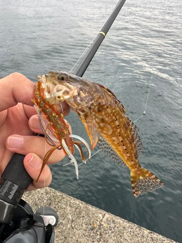 アサヒアナハゼの釣果