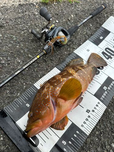 キジハタの釣果