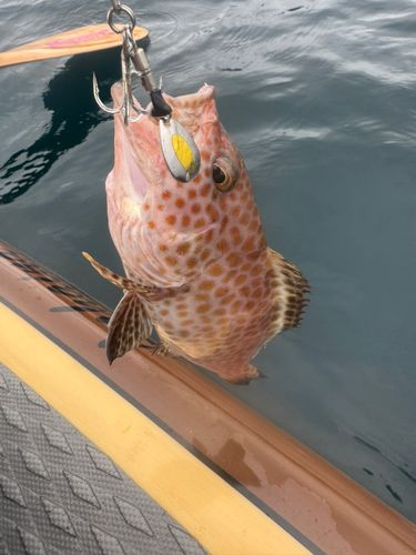 オオモンハタの釣果
