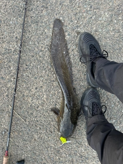 ナマズの釣果