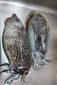 シリヤケイカの釣果