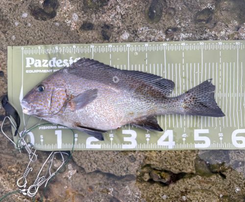 コロダイの釣果