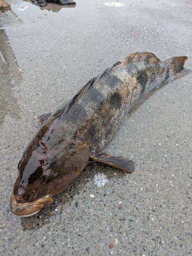 アイナメの釣果