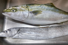 ワラサの釣果