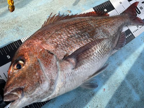 マダイの釣果