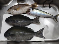 メジナの釣果