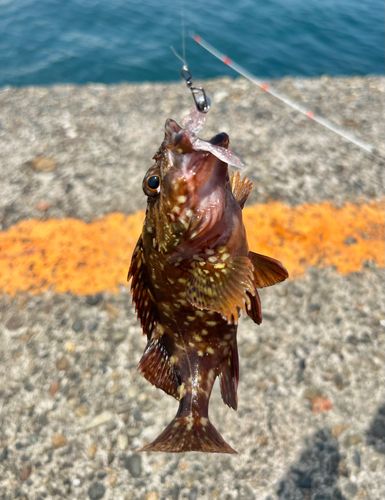 カサゴの釣果