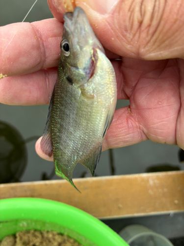 ブルーギルの釣果