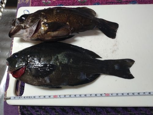 メジナの釣果