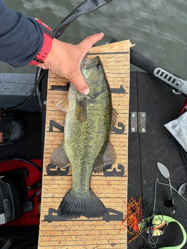 ブラックバスの釣果