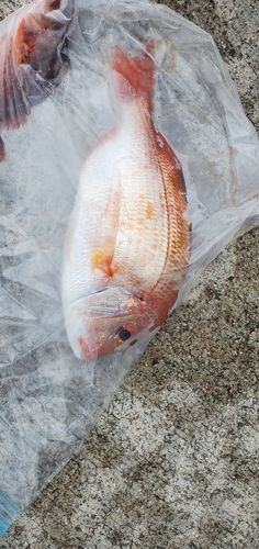 タイの釣果